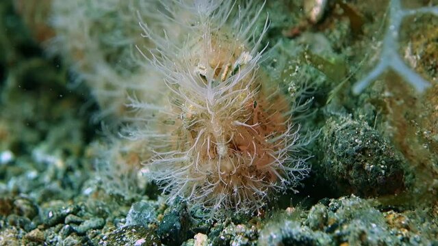 Close-up. Little Hairy frogfish sits motionless on the gray sand. The fishing rod, eyes and mouth of the fish are clearly visible. Philippines. Anilao.