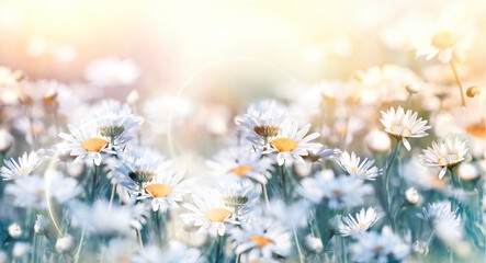Beautiful nature, daisy flower in meadow lit by sunlight, flowering flower in spring