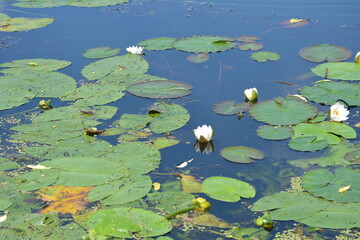 White water lilies against the background of pigeon water on a sunny summer day.