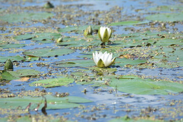 White water lilies against the background of pigeon water on a sunny summer day.
