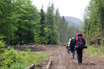 Group of diverse men trekking in the forest together