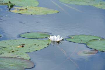 White water lilies against the background of pigeon water on a sunny summer day.