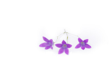 bluebell flowers isolated on white background