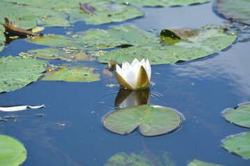 White water lilies against the background of pigeon water on a sunny summer day.