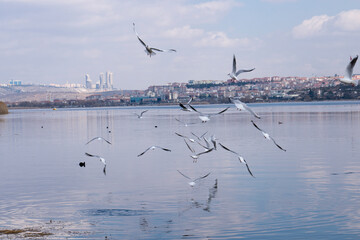 Fototapeta na wymiar Gulls flying on the lake 