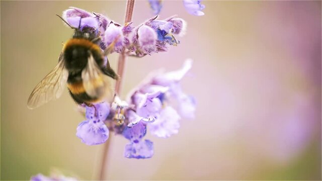 Slow Motion Macro Shot of Bees