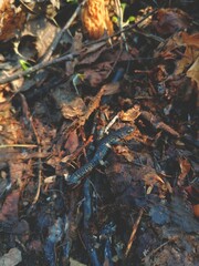 lizard in the forest
