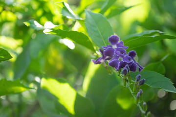 purpel flower at the garden.