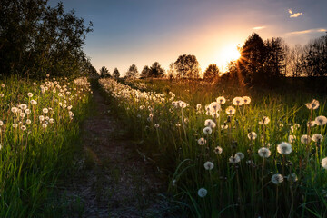 Real field and dandelion at summer sunset. Beautiful summer background.