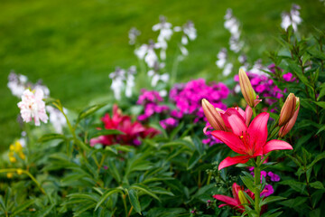 flowers in the garden