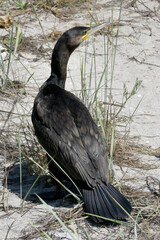 Great Cormorant Phalacrocorax Carbo on Beach