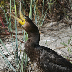 Great Cormorant Phalacrocorax Carbo on Beach