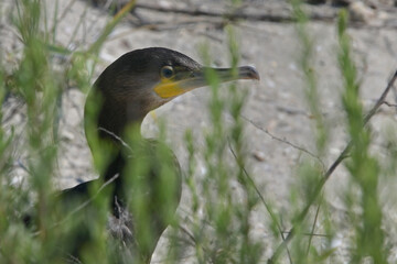 Great Cormorant Phalacrocorax Carbo on Beach