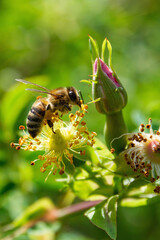 Bees collecting nectar from flower