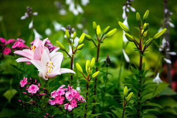 pink lilies in the garden