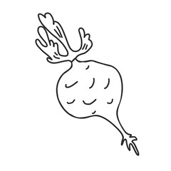 Hand drawn vector illustration in black ink on white background. Beetroot in doodle style. Isolated outline.