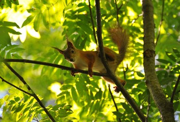 Female squirrel on a tree in the forest