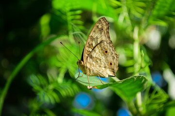 Brown butterfly on green leaf.