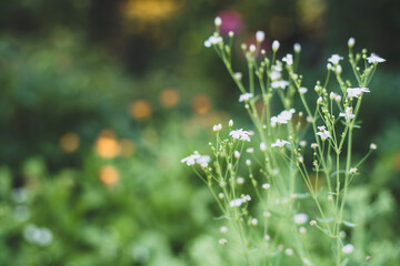 gypsophila white, nature background, close-up