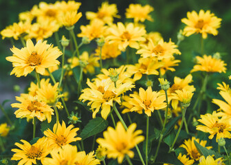 Yellow daisies, close-up, natural flowering background