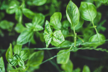 basil in the garden, close-up