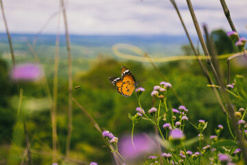 butterfly on a mountain jungle. © Thanakom