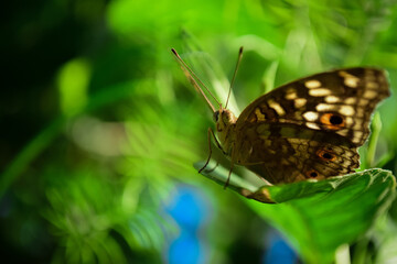 brown butterfly on green leaf.