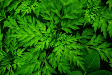 A shrub is a woody plant that is typically less than 8 meters tall. Unlike a tree, shrubs have several stems and vary widely in size,some shrubs are less than 2 meters high.