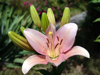 Fototapeta premium A delicate pink lily has bloomed and is fully open. Nearby are many buds.