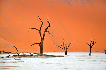 Old dead acacia tree standing in the dry clay surface over vivid bright orange color background of desert dunes, Deadvlei in Sossusvlei, Namibia, Africa