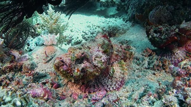 Close-up. Devil scorpionfish sits on the white sand hiding under the coral. Philippines. Sabang.