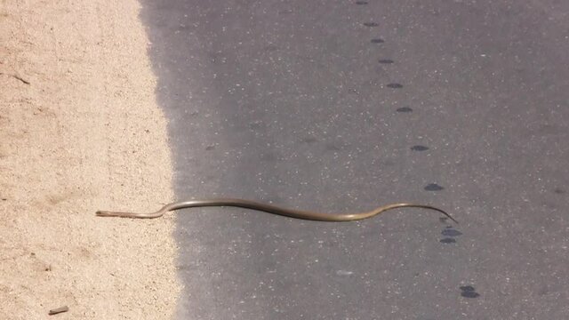 A black mamba slithering over the tarmac