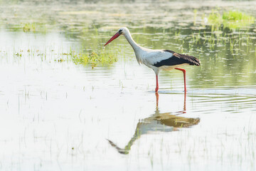 The stork walks on the water. Stork is looking for food in the pond.