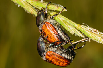 Cockchafer Mating (Maybug or doodlebug).