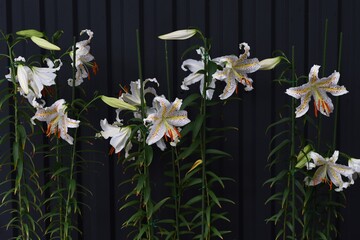 Golden-banded lily (Lilium auratum) is a Japanese lily that blooms with a strong fragrance in summer, and the bulbs are edible and medicinal.