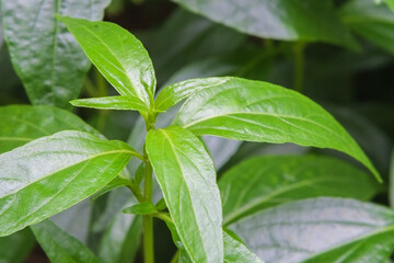 Fototapeta na wymiar Top young leaves of fresh andrographis paniculata or kariyat tree (fah talai jone), a Thai traditional herb and has antipyretic properties close-up.