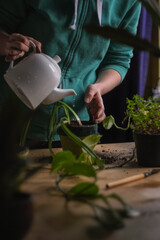 Fototapeta na wymiar Unrecognizable woman watering transplanting houseplants sitting on wooden floor. Woman's hands watering plant in a new pot. Home gardening relocating house plant