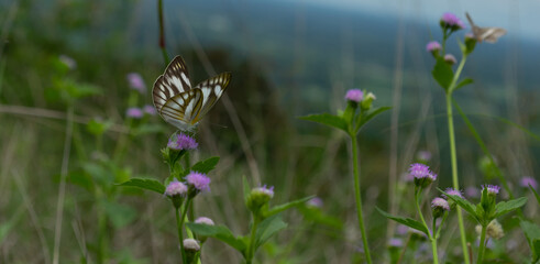butterfly on purple mountain flower.