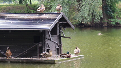 duck's house on water