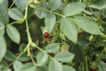 dog-rose bush