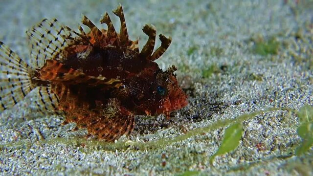 Close-up. Shortfin turkeyfish sits on the white sea sand and moves slowly. Night dive. Philippines. Sabang.
