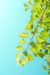 Obraz premium 싱그러운 나뭇잎과 하늘