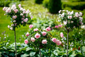 pink flowers in the garden