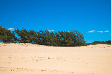Impressive pine trees bent by the wind on top of hill against the blue sky. East coast of South Africa in Sodwana Bay National Park within the iSimangaliso Wetland Park, Maputaland