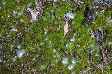 the moss and fluff from poplars. The risk of fire in the forest. Pollution of the environment by man
