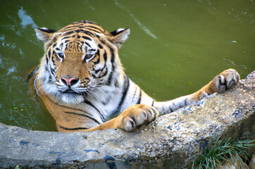 Big courageous tiger swimming at national zoo
