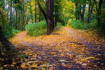 Beautiful autumn landscape in the park.