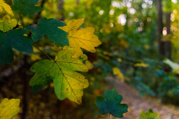 Yellow leaves in the autumn in the park.