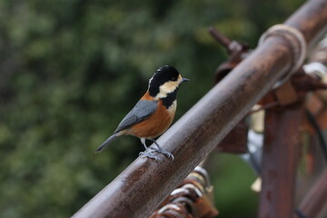 Fototapeta premium Japanese great tit is waiting for feeding.