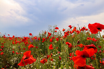 Obraz premium zielony i czerwony piękny kwiat maku tle pola